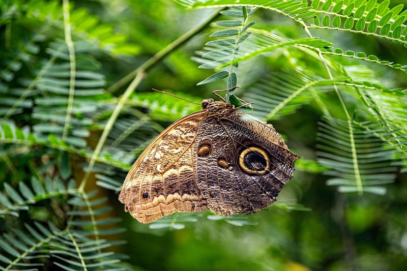Butterfly Effect Management